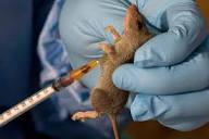 Edo Records 240 Cases Of Lassa Fever, 21 Deaths In Four Months, Says Okoeguele